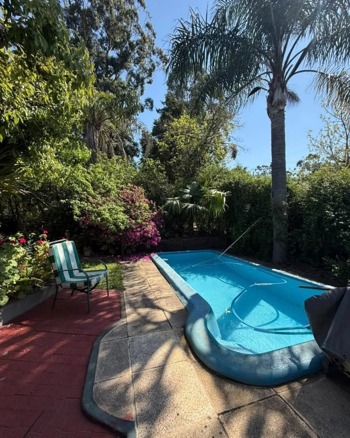 Pileta con reposera, azaleas y la palmera